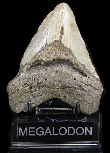 Bargain Megalodon Tooth - North Carolina #38695